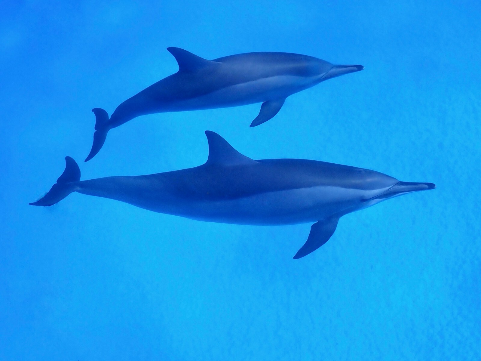 Dauphins