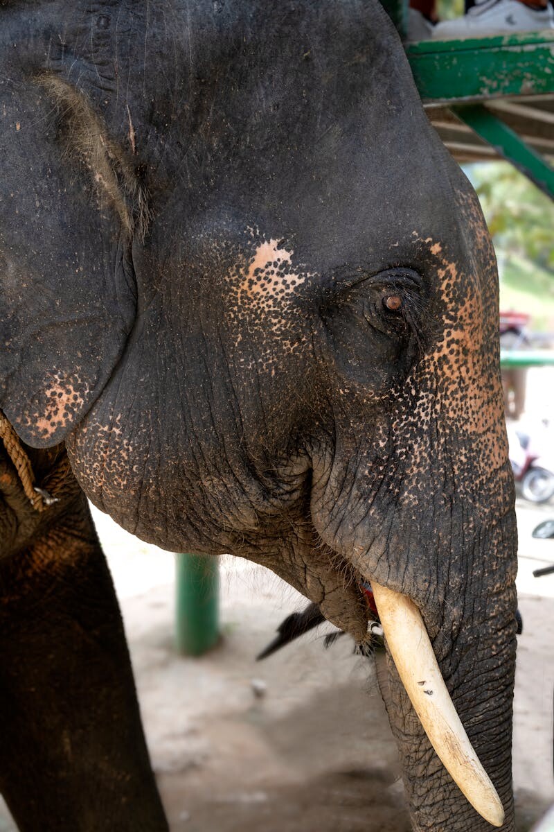 Sanctuaire des éléphants à Phuket