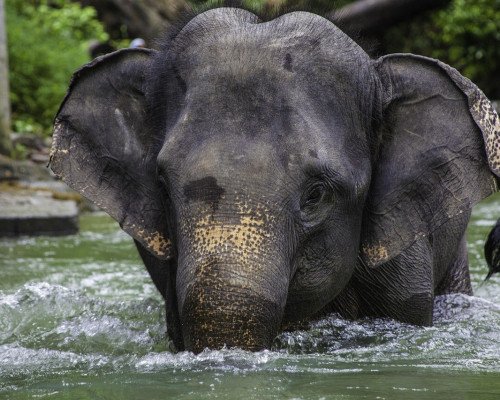 éléphant en Thailande