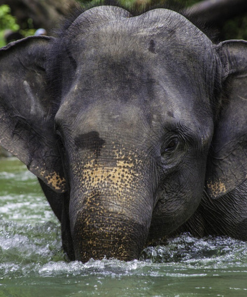 éléphant en Thailande