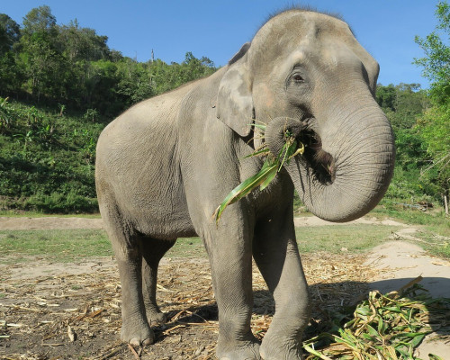 éléphants à Chiang Mai