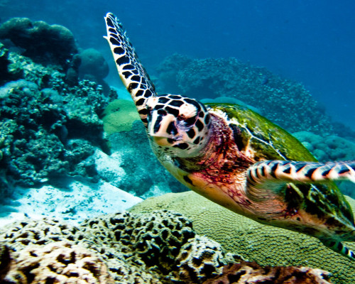 Plongée à Koh Phi Phi