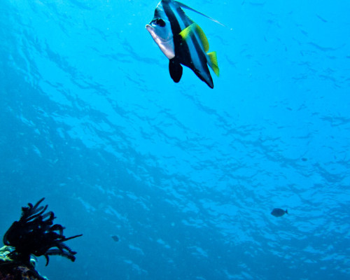 Poisson à Koh Phi Phi