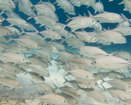 Poissons aux îles Similan