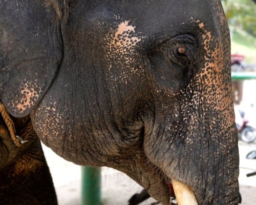 Sanctuaire des éléphants à Phuket