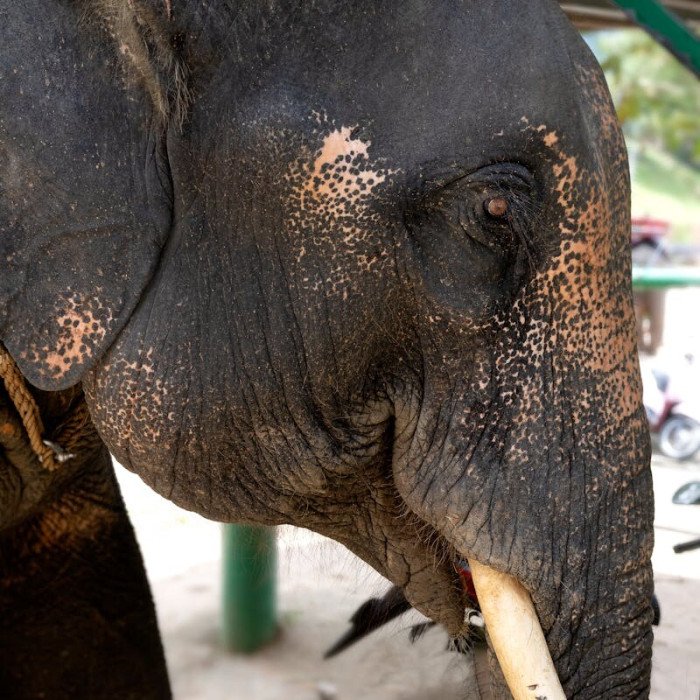 Sanctuaire des éléphants à Phuket